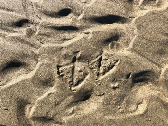 Fotspår i sanden av en fiskmås